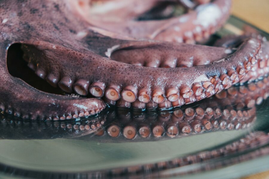 Sensacingas radinys buvo neteisingai suprastas: aštuonkojų kilmė vėl kelia klausimų