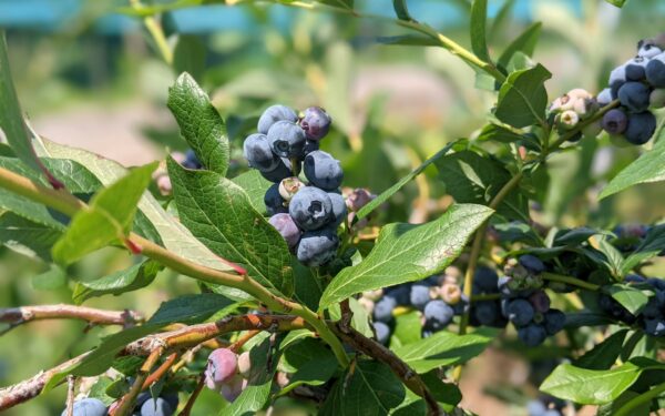 Šilauogių priežiūra pavasarį: tręšimas ir dirvos rūgštingumas, gausesniam ir kokybiškesniam derliui