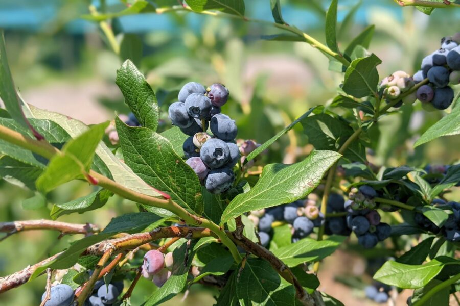 Šilauogių priežiūra pavasarį: tręšimas ir dirvos rūgštingumas, gausesniam ir kokybiškesniam derliui