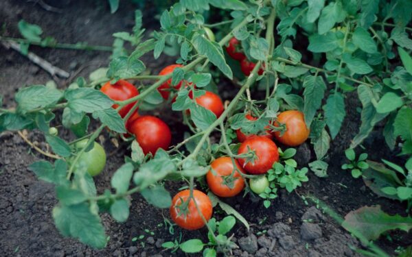 Išbandykite šias pomidorų rūšis: laukia nuostabus derlius, tai renkasi net profesionalai