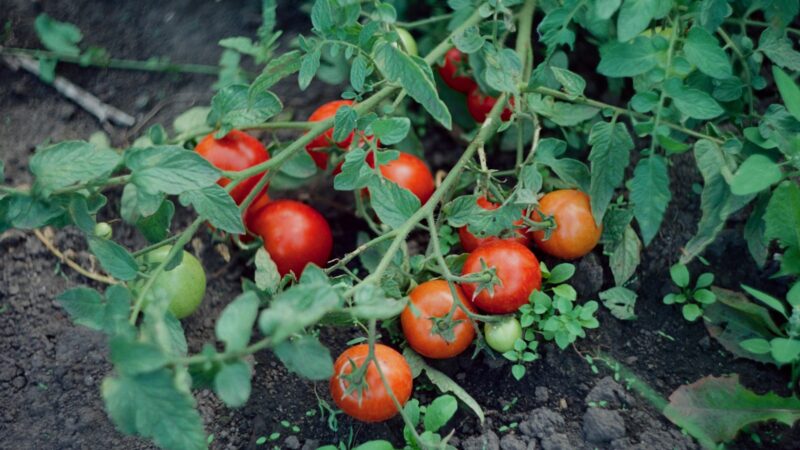 Išbandykite šias pomidorų rūšis: laukia nuostabus derlius, tai renkasi net profesionalai