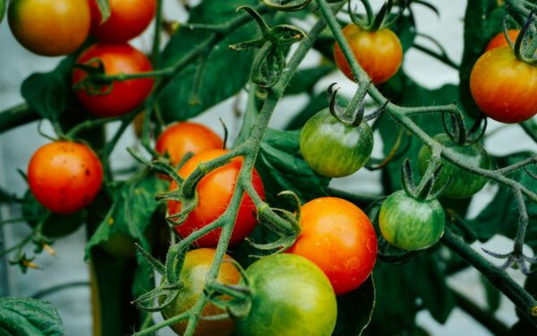 Vos keli ingredientai, o nauda akivaizdi: išbandykite šią natūralią apsaugą pomidorams