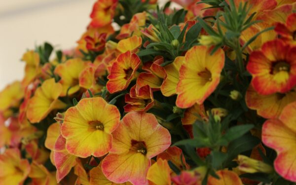 Kalibrachoja balkone: privalumai ir patarimai, kaip auginti ir džiaugtis žiedais visą sezoną