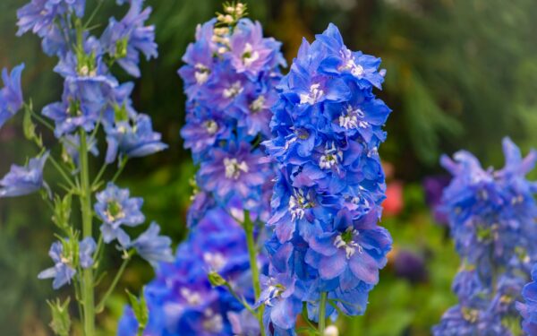 Saulė, dirva ir vienas triukas: svarbiausios taisyklės, kaip auginti pentines, kad jos žydėtų ilgai ir gausiai