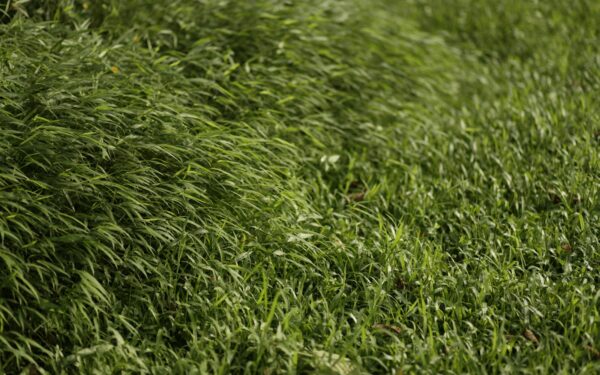 Suslėgta veja po lietaus: sodininkų patarimai, kaip ją atkurti be sudėtingos technikos