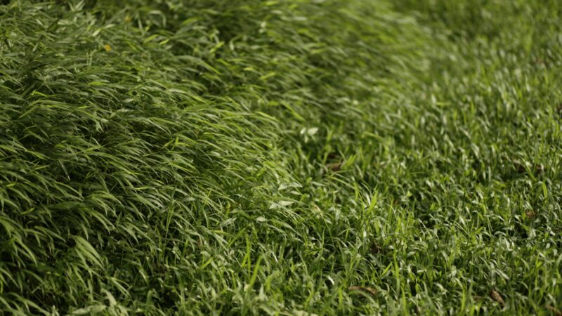 Suslėgta veja po lietaus: sodininkų patarimai, kaip ją atkurti be sudėtingos technikos