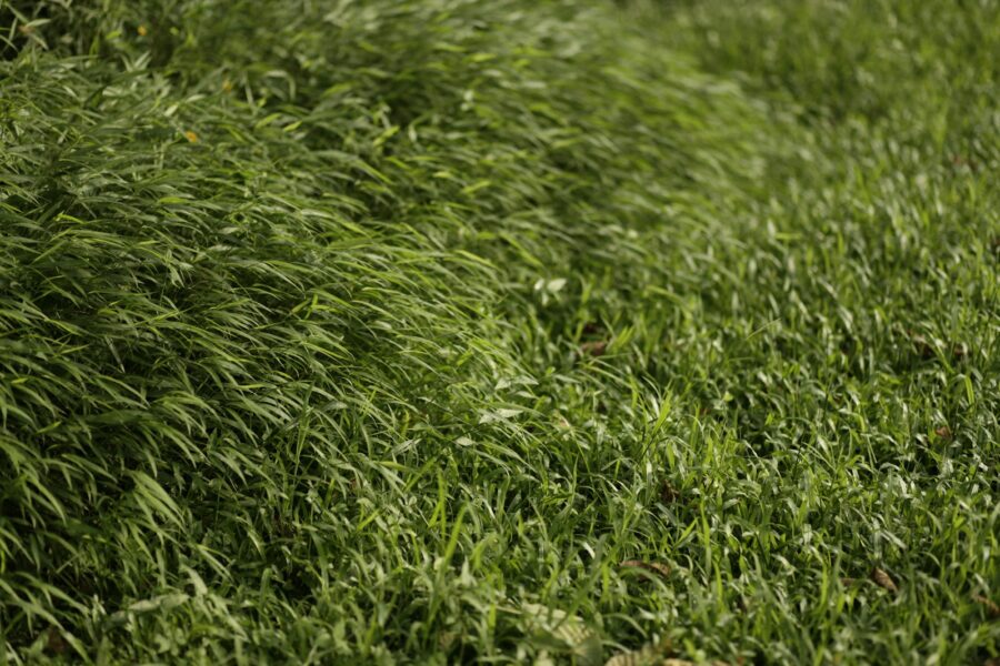 Suslėgta veja po lietaus: sodininkų patarimai, kaip ją atkurti be sudėtingos technikos