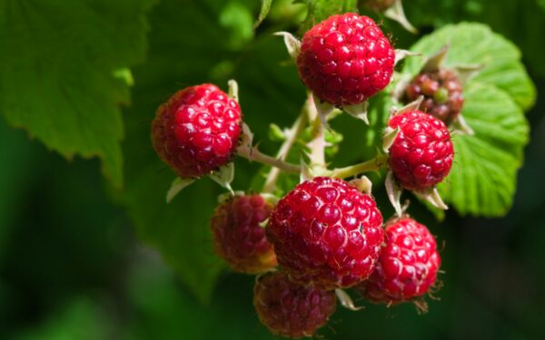 Aviečių genėjimo taisyklės: patarimai, kaip užauginti stambias ir saldžias uogas