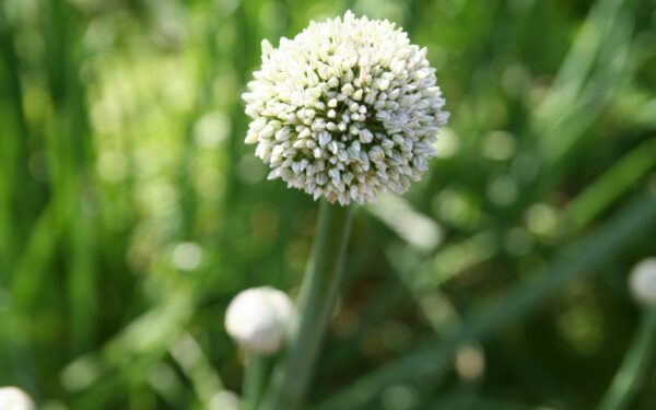Česnakų priežiūra pavasarį: svarbiausi žingsniai, kada ir kuo tręšti gausiam ir sveikam derliui