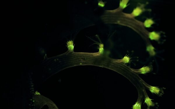 Pigesnė chemija tampa realybe: fosforas keičia katalizės taisykles ir perima tauriųjų metalų vaidmenį