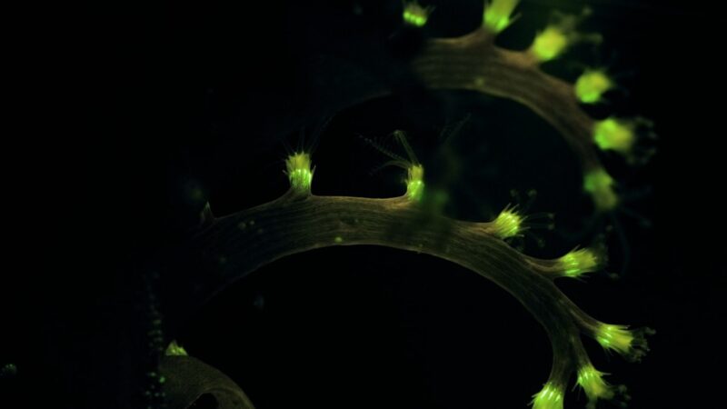 Pigesnė chemija tampa realybe: fosforas keičia katalizės taisykles ir perima tauriųjų metalų vaidmenį