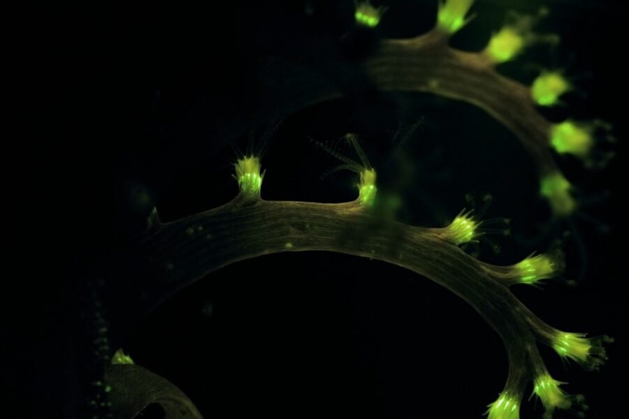 Pigesnė chemija tampa realybe: fosforas keičia katalizės taisykles ir perima tauriųjų metalų vaidmenį