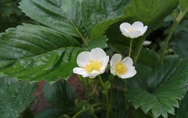 Žiedai, ūsai ir derliaus paslaptys: sužinokite, kodėl verta nuskinti pirmus braškių žiedus