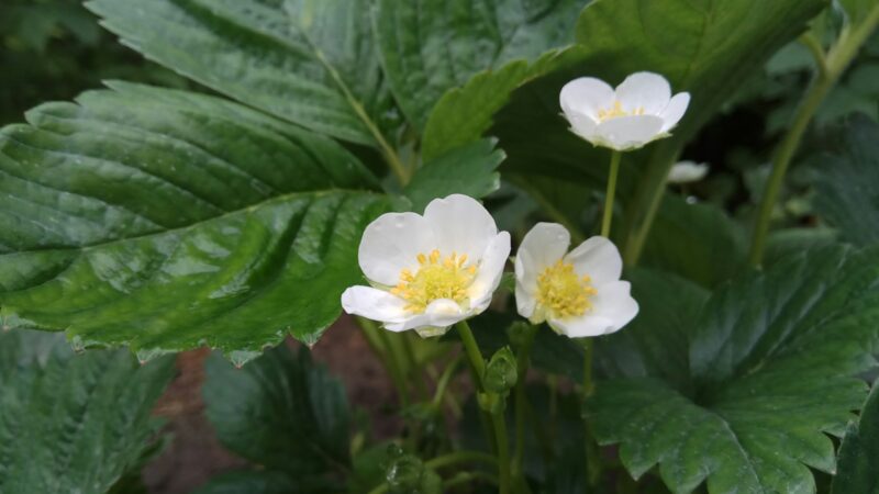 Žiedai, ūsai ir derliaus paslaptys: sužinokite, kodėl verta nuskinti pirmus braškių žiedus