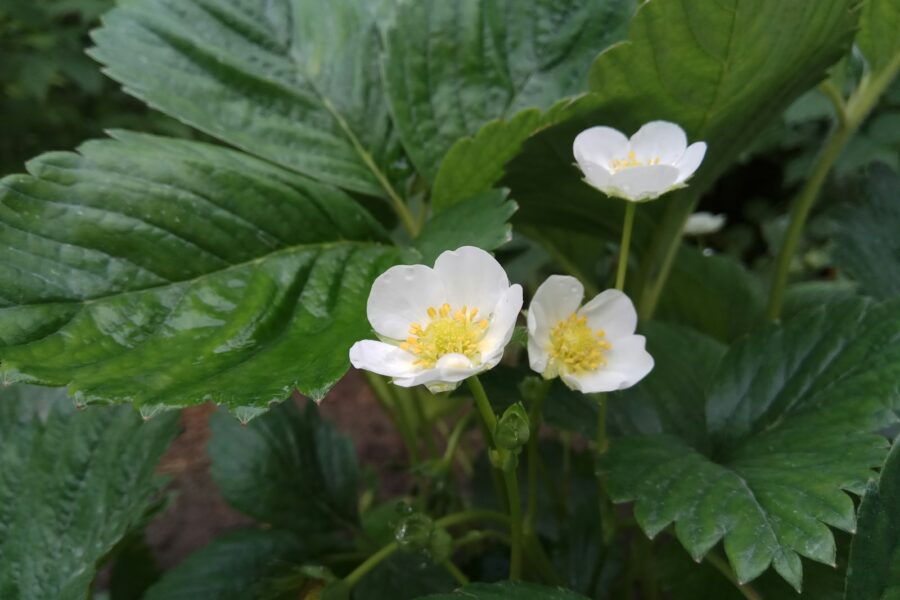 Žiedai, ūsai ir derliaus paslaptys: sužinokite, kodėl verta nuskinti pirmus braškių žiedus