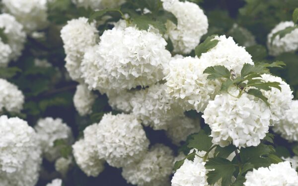 Dirvos pH ir natūralios priemonės: praktiški patarimai, kaip paskatinti hortenzijų žydėjimą