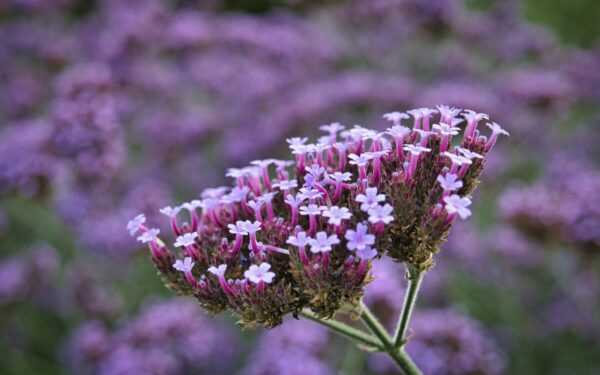 Dekoratyvus ir kvapnus pasirinkimas vasarai: patarimai, kaip auginti Peru heliotropą
