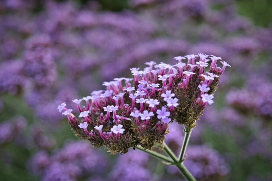 Dekoratyvus ir kvapnus pasirinkimas vasarai: patarimai, kaip auginti Peru heliotropą