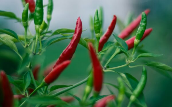 Poveikis skausmui, metabolizmui ir apetitui: sužinokite, kaip aštrus maistas veikia pojūčius ir sveikatą