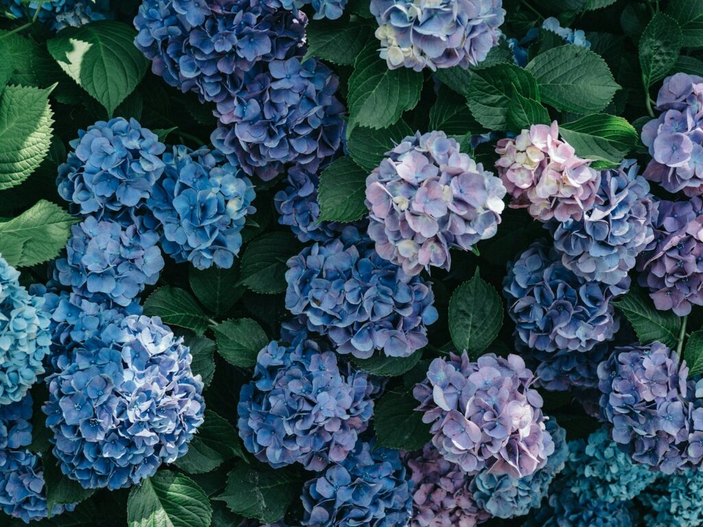 Hortenzijų krūmas. Unsplash nuotr.