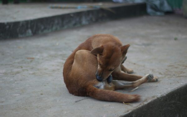 Šunys ir katės pavasarį ypač pažeidžiami: sužinokite, kaip apsaugoti augintinius ir namus nuo blusų