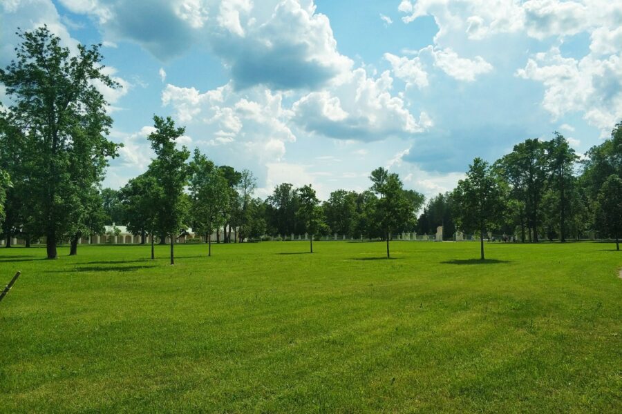 Pjauti, tręšti ir vertikuliuoti: vejos priežiūros darbų tvarka, kuri lemia viso sezono rezultatą