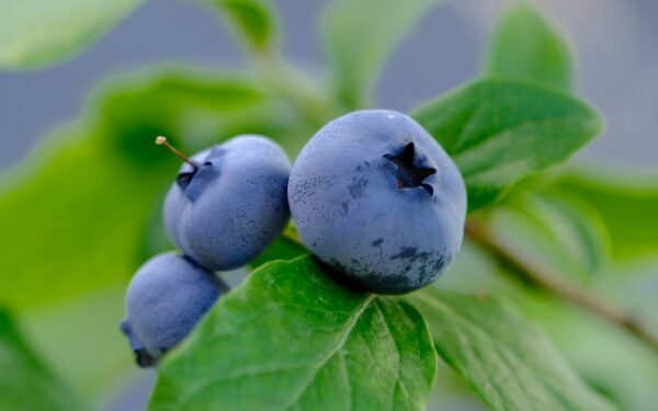 Po šilauogėmis to berti negalima: maža detalė, kuri lemia jų augimą ir uogų dydį