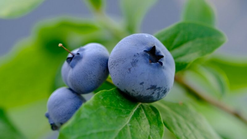 Po šilauogėmis to berti negalima: maža detalė, kuri lemia jų augimą ir uogų dydį