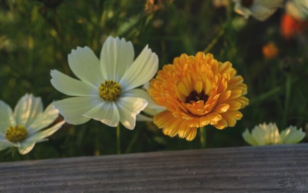 Gėlynas be rūpesčių: patarimai pradedantiesiems, kaip išsirinkti daugiamečius augalus