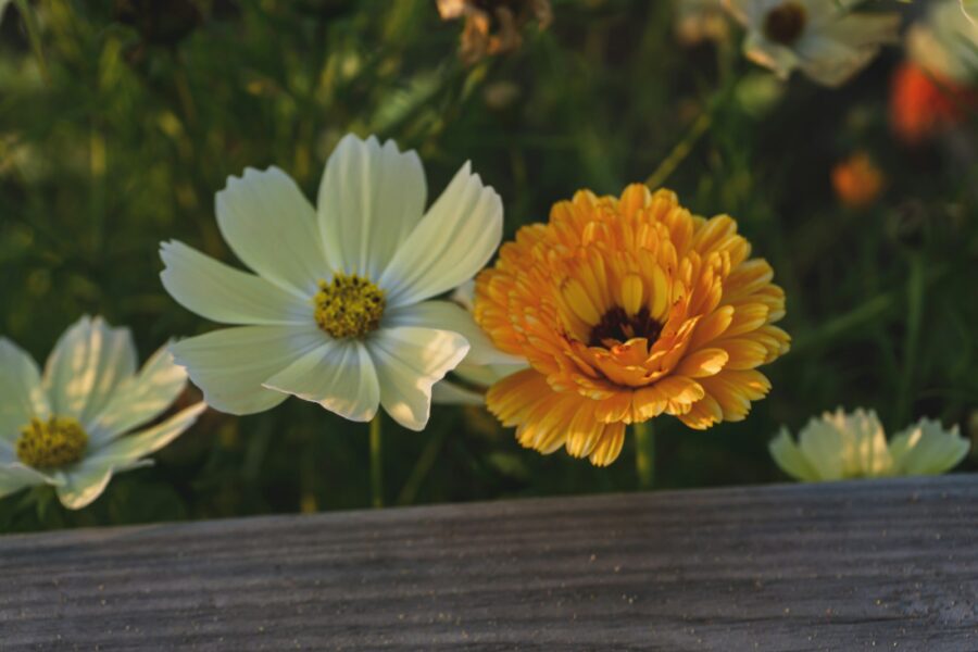Gėlynas be rūpesčių: patarimai pradedantiesiems, kaip išsirinkti daugiamečius augalus