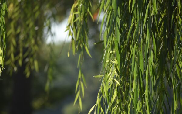 Dekoratyvus, bet klastingas: sužinokite, kodėl gluosnio geriau nesodinti arti namo