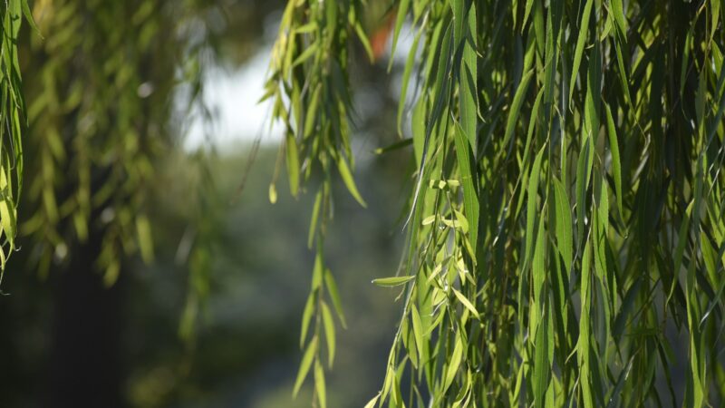 Dekoratyvus, bet klastingas: sužinokite, kodėl gluosnio geriau nesodinti arti namo