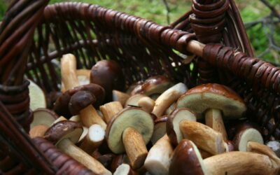 Gegužės grybavimas: svarbiausi miškininkų patarimai, kur ieškoti ir ką galima rasti pavasarį