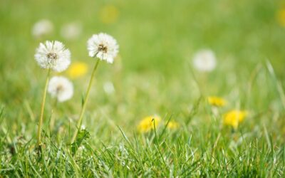 Naminis sirupas iš kiaulpienių: patarimai, kada rinkti ir kaip pasigaminti namuose