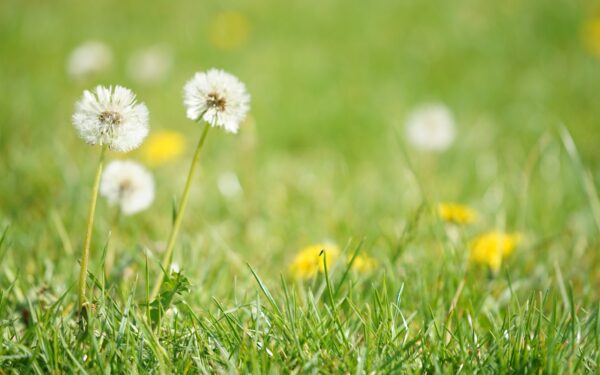 Naminis sirupas iš kiaulpienių: patarimai, kada rinkti ir kaip pasigaminti namuose