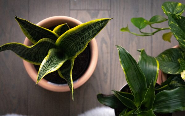 Kambariniai augalai pavasarį: paprasti būdai pradedantiesiems, kaip lengvai dauginti sansevjerą