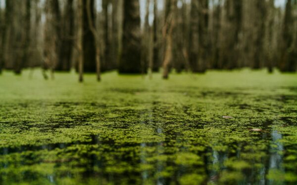 Atradimas gali pakeisti energijos ateitį: dumbliai geba išgauti energiją beveik be šviesos