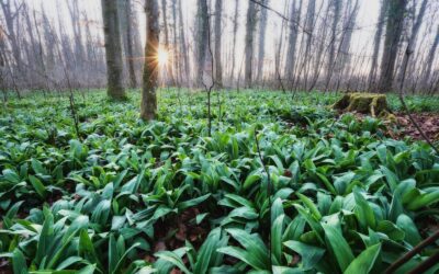 Laukiniai česnakai ne tik pavasariui: patarimai, kaip juos išsaugoti ilgesniam laikui