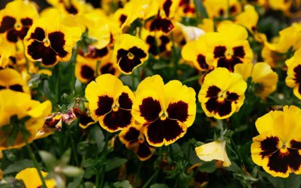 Pavasario gėlės be nusivylimo: ilgesnis našlaičių žydėjimas prasideda nuo pirmųjų dienų