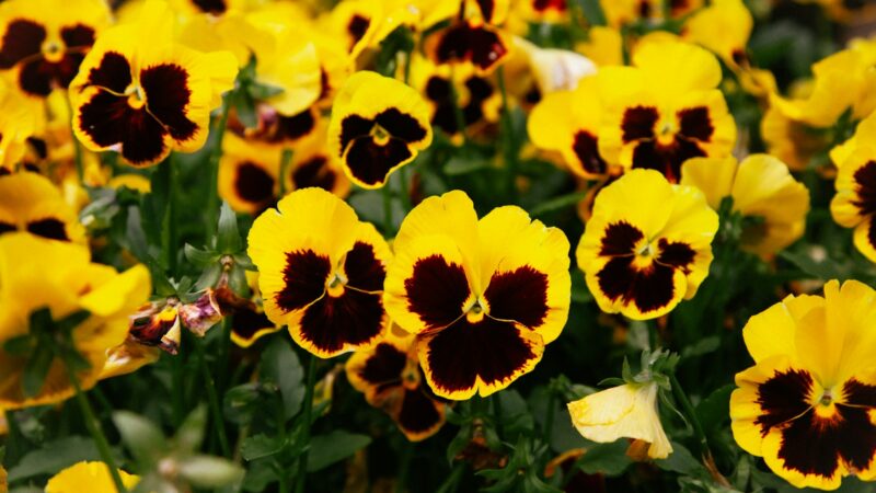 Pavasario gėlės be nusivylimo: ilgesnis našlaičių žydėjimas prasideda nuo pirmųjų dienų