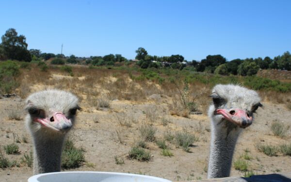 Įspūdingas dydis ir nauda: mitybos specialistai atskleidžia, kodėl verta išbandyti stručio kiaušinius