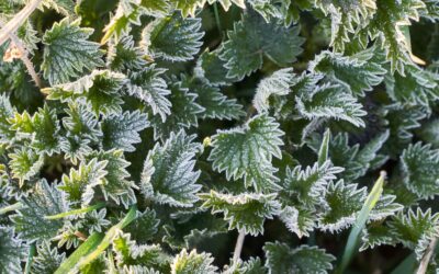 Veja nebėra vienintelis pasirinkimas: šis populiarus augalas sukuria žalią kilimą be rūpesčių