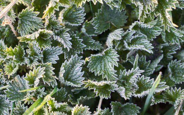 Veja nebėra vienintelis pasirinkimas: šis populiarus augalas sukuria žalią kilimą be rūpesčių