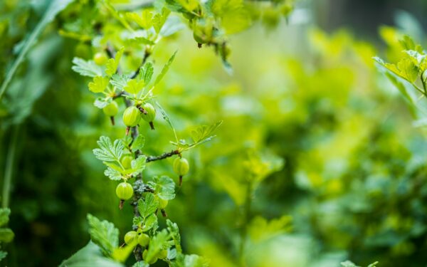 Agrastų derlius: sužinokite, kokios maisto medžiagos svarbiausios uogų dydžiui