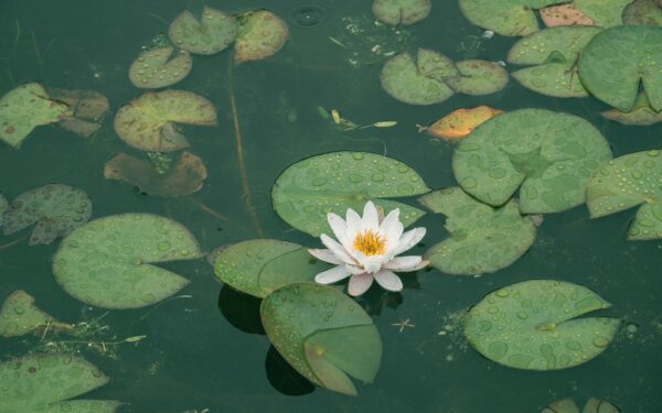 Tvenkinio priežiūra balandį: paprasti patarimai, kaip atsikratyti dumblo ir dumblių