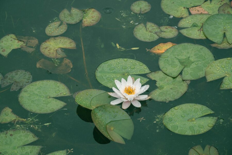 Tvenkinio priežiūra balandį: paprasti patarimai, kaip atsikratyti dumblo ir dumblių