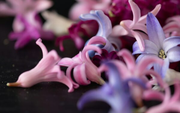 Hiacintai po žydėjimo: patarimai, kaip juos prižiūrėti, kad žydėtų ir kitais metais