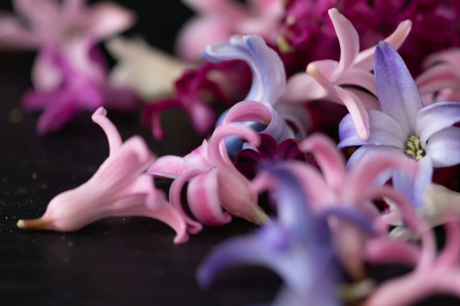 Hiacintai po žydėjimo: patarimai, kaip juos prižiūrėti, kad žydėtų ir kitais metais