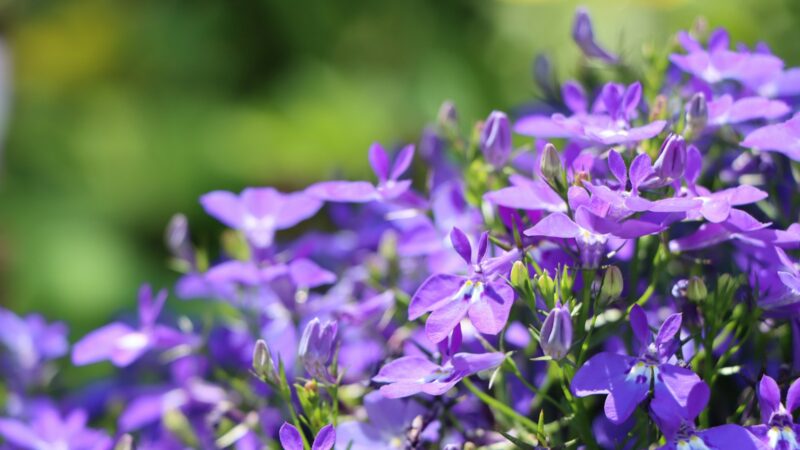 Svyrančioji lobelija balkone ir sode: patarimai, kur sodinti ir kaip išlaikyti dekoratyvumą