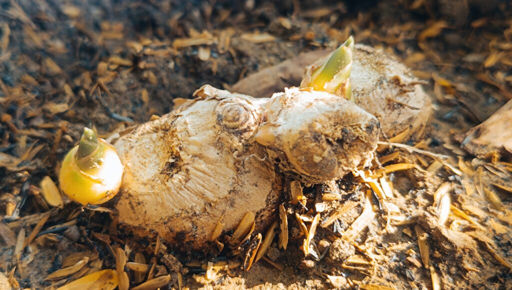 Imbieras dirvožemyje. Unsplash nuotr.